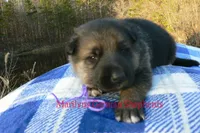 Miami's Mr. Enchanted Waterfalls, a male German Shepherd Dog for sale in Piedmont, MO – Photo 4 of 6