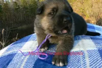 Miami's Mr. Enchanted Waterfalls, a male German Shepherd Dog for sale in Piedmont, MO – Photo 5 of 6