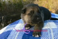 Miami's Mr. Enchanted Waterfalls, a male German Shepherd Dog for sale in Piedmont, MO – Photo 6 of 6