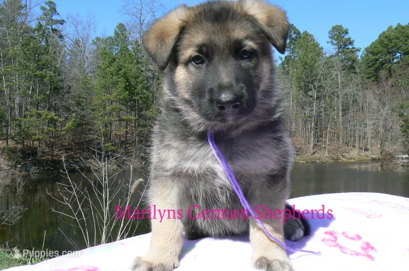 Miami's Mr. Enchanted Waterfalls – German Shepherd Dog puppy for sale in Piedmont, MO