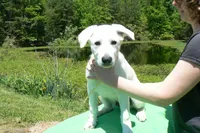 Miami's Mr. Backyard Honeysuckle, a male German Shepherd Dog for sale in Piedmont, MO – 4 of 6