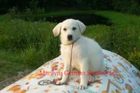 Strawberry's Miss Midnight Plum, a female German Shepherd Dog for sale in Piedmont, MO – 4 of 6