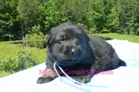 Snickerdoodle's Mr. Turquoise Waters, a male German Shepherd Dog for sale in Piedmont, MO – 3 of 5