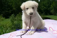 Ice Princess's Mr. Brown Sugar & Fig, a male German Shepherd Dog for sale in Piedmont, MO – 1 of 4