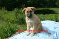 Lakeside Morning's Miss Sugar Cone Crunch, a female German Shepherd Dog for sale in Piedmont, MO – 3 of 6