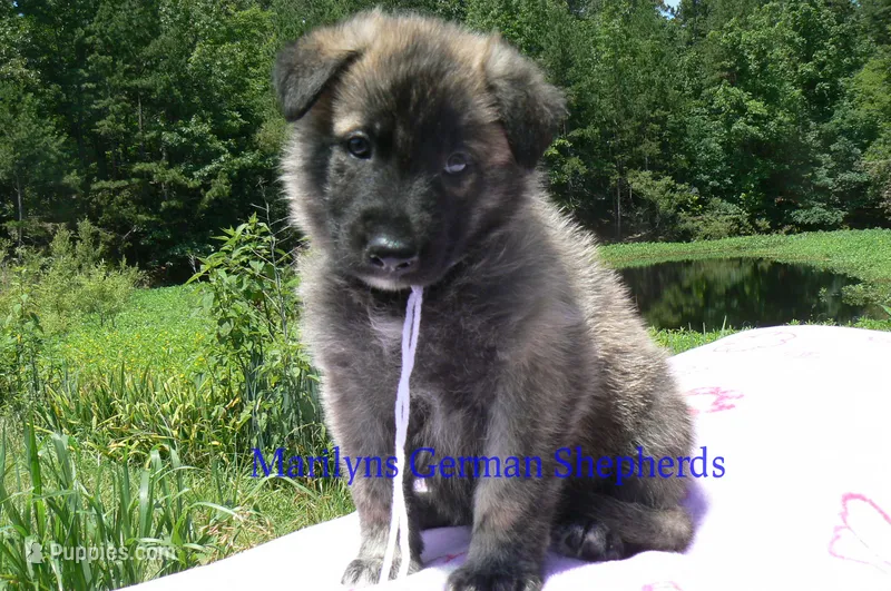 Ice Princess's Mr. Toasted Marshmallow Pop – German Shepherd Dog puppy for sale in Piedmont, MO