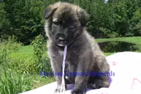 Ice Princess's Mr. Toasted Marshmallow Pop, a male German Shepherd Dog for sale in Piedmont, MO – 1 of 4