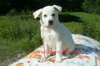 Strawberry's Miss Champagne Apple & Honey, a female German Shepherd Dog for sale in Piedmont, MO – 4 of 6