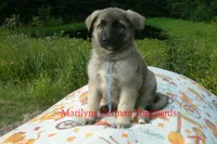 Strawberry's Mr. Sweather Weather, a male German Shepherd Dog for sale in Piedmont, MO – 5 of 6