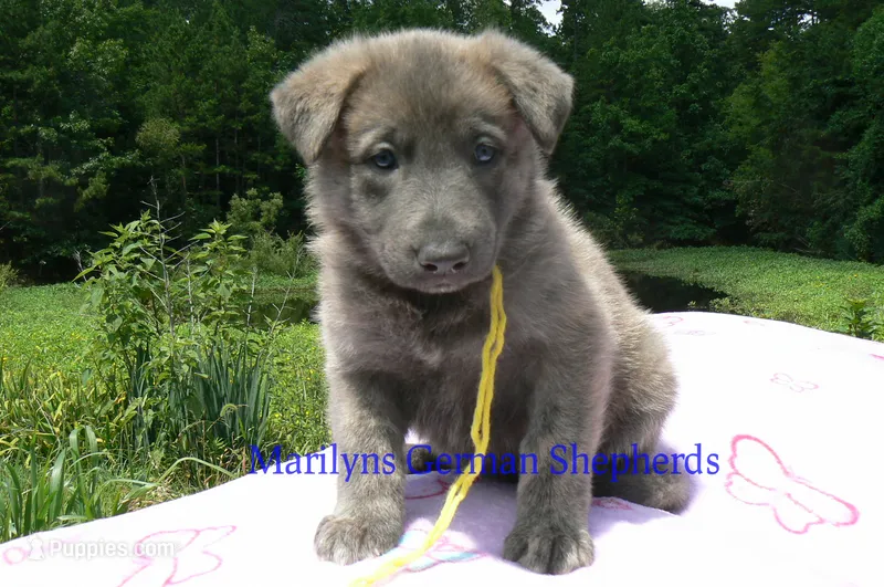 Ice Princess's Miss Honolulu Sun – German Shepherd Dog puppy for sale in Piedmont, MO