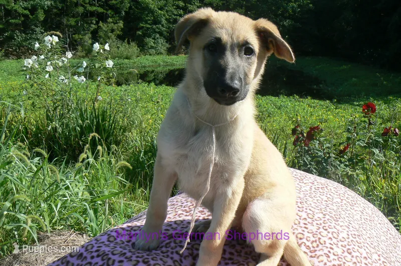 Lakeside Morning's Miss Sugar Cone Crunch – German Shepherd Dog puppy for sale in Piedmont, MO