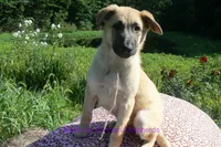 Lakeside Morning's Miss Sugar Cone Crunch, a female German Shepherd Dog for sale in Piedmont, MO – 1 of 6