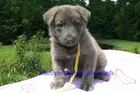 Ice Princess's Miss Honolulu Sun, a female German Shepherd Dog for sale in Piedmont, MO – 2 of 4