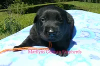 Snickerdoodle's Mr. Orange Ginger, a male German Shepherd Dog for sale in Piedmont, MO – 4 of 5