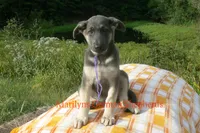 Sapphire's Miss Wilderness Trail, a female German Shepherd Dog for sale in Piedmont, MO – 5 of 6