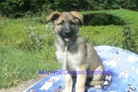 Strawberry's Miss Salted Butterscotch, a female German Shepherd Dog for sale in Piedmont, MO – 2 of 6