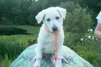 Ice Princess's Mr. Chasing Daydreams, a male German Shepherd Dog for sale in Piedmont, MO – 3 of 5