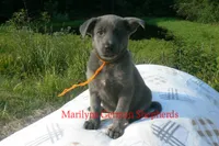 Sapphire's Miss Caramel Pumpkin Swirl, a female German Shepherd Dog for sale in Piedmont, MO – 4 of 6