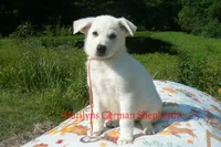 Strawberry's Miss Champagne Apple & Honey, a female German Shepherd Dog for sale in Piedmont, MO – 5 of 6