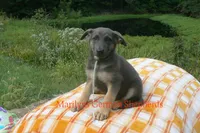 Sapphire's Miss Harvest Hayride, a female German Shepherd Dog for sale in Piedmont, MO – 3 of 6