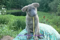 Ice Princess's Miss Honolulu Sun, a female German Shepherd Dog for sale in Piedmont, MO – 7 of 7