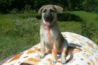 Enchantress's Miss Cinnamon Pumpkin, a female German Shepherd Dog for sale in Piedmont, MO – 3 of 6