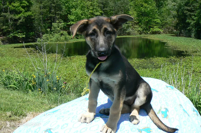 Midnight Illusions Miss Sunshine and Lemons – German Shepherd Dog puppy for sale in Piedmont, MO