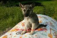 Strawberry's Miss White Pumpkin, a female German Shepherd Dog for sale in Piedmont, MO – 2 of 7