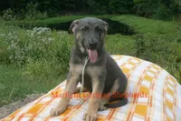 Sapphire's Miss Harvest Hayride, a female German Shepherd Dog for sale in Piedmont, MO – 6 of 6