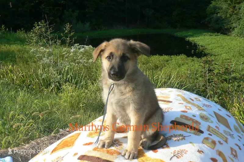 Enchantress's Mr. Fall Flannel – German Shepherd Dog puppy for sale in Piedmont, MO