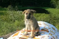Enchantress's Mr. Fall Flannel, a male German Shepherd Dog for sale in Piedmont, MO – 1 of 6