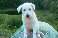 Ice Princess's Mr. Chasing Daydreams, a male German Shepherd Dog for sale in Piedmont, MO – 4 of 5