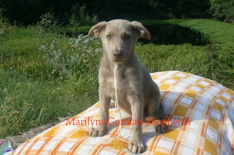 Sapphire's Miss Amber Vanilla – German Shepherd Dog puppy for sale in Piedmont, MO