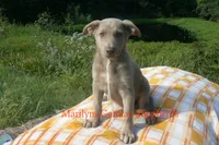 Sapphire's Miss Amber Vanilla, a female German Shepherd Dog for sale in Piedmont, MO – 1 of 6