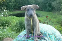 Ice Princess's Miss Honolulu Sun, a female German Shepherd Dog for sale in Piedmont, MO – 6 of 7