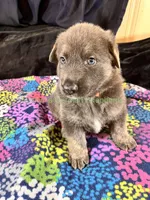 Saffron's Mr. Spiced Orange, a male German Shepherd Dog for sale in Piedmont, MO – 9 of 10