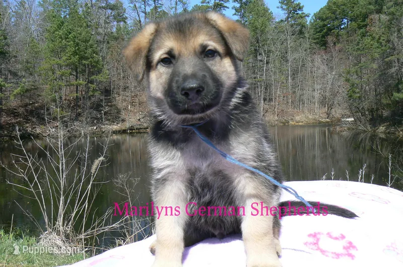Miami's Mr. Morning Rainstorm – German Shepherd Dog puppy for sale in Piedmont, MO