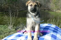 Miami's Mr. Morning Rainstorm, a male German Shepherd Dog for sale in Piedmont, MO – Photo 2 of 6