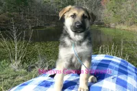 Miami's Mr. Morning Rainstorm, a male German Shepherd Dog for sale in Piedmont, MO – Photo 5 of 6