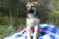Miami's Mr. Morning Rainstorm, a male German Shepherd Dog for sale in Piedmont, MO – Photo 6 of 6