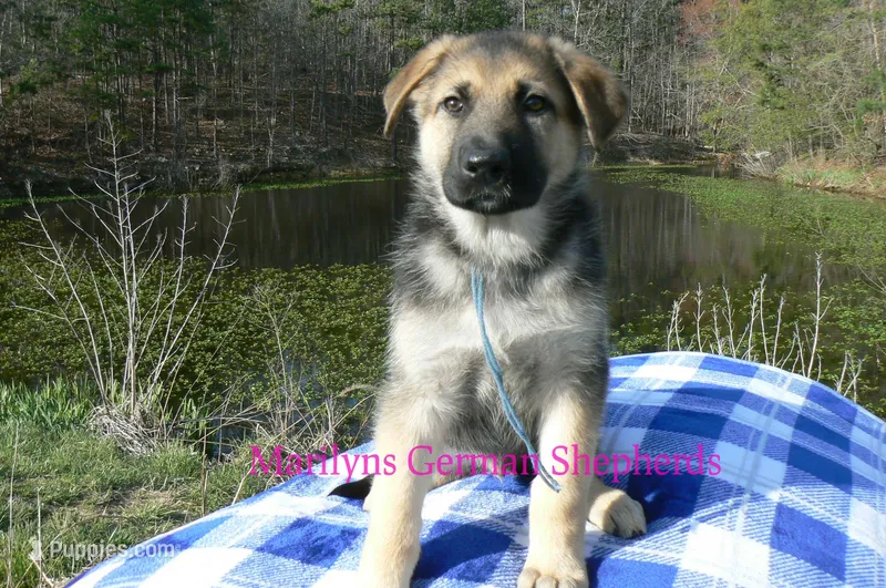 Miami's Mr. Morning Rainstorm – German Shepherd Dog puppy for sale in Piedmont, MO