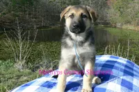 Miami's Mr. Morning Rainstorm, a male German Shepherd Dog for sale in Piedmont, MO – Photo 1 of 6