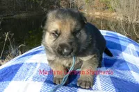 Miami's Mr. Morning Rainstorm, a male German Shepherd Dog for sale in Piedmont, MO – Photo 5 of 6