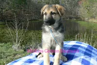 Miami's Mr. Morning Rainstorm, a male German Shepherd Dog for sale in Piedmont, MO – Photo 4 of 6