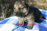 Miami's Mr. Morning Rainstorm, a male German Shepherd Dog for sale in Piedmont, MO – Photo 1 of 6