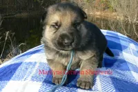 Miami's Mr. Morning Rainstorm, a male German Shepherd Dog for sale in Piedmont, MO – Photo 3 of 6