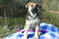 Miami's Mr. Morning Rainstorm, a male German Shepherd Dog for sale in Piedmont, MO – Photo 3 of 6
