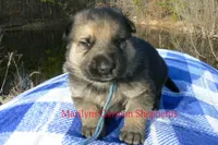 Miami's Mr. Morning Rainstorm, a male German Shepherd Dog for sale in Piedmont, MO – Photo 2 of 6