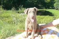 Sapphire's Mr. Midnight Marshmallow, a male German Shepherd Dog for sale in Piedmont, MO – 3 of 6