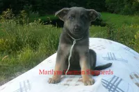 Sapphire's Miss Harvest Hayride, a female German Shepherd Dog for sale in Piedmont, MO – 4 of 6